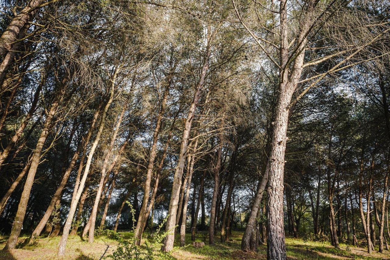 Ad Un Passo Da Cisternino - Trulli Con Foresta, Bici E Barbecue Exterior foto